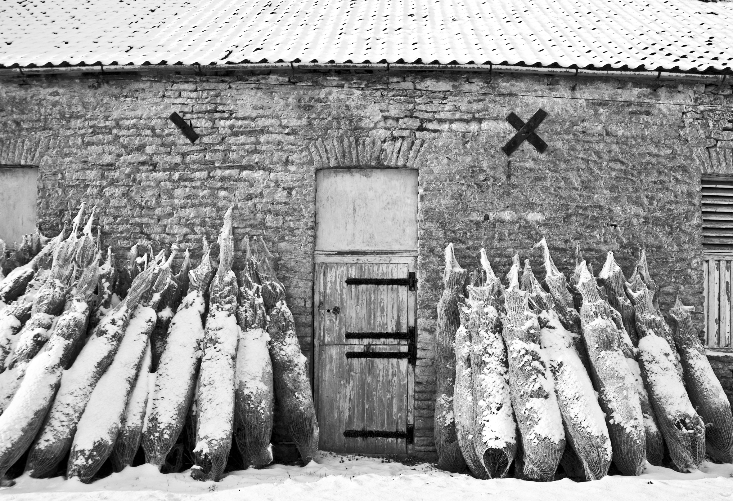 Black and white image of wrapped Christmas trees against the building outside.